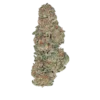 Bulk Greenhouse Flower Gelatti