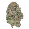 Bulk Exotic Flower