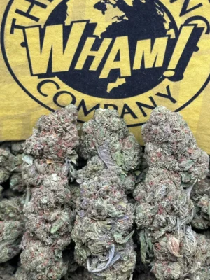 GMO Strain