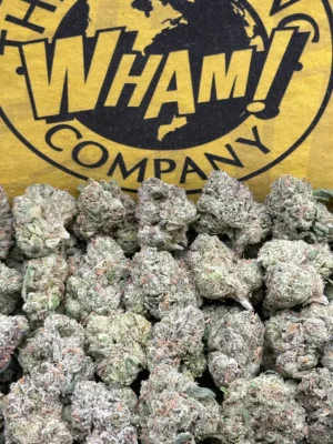 GMO SM (Indica)