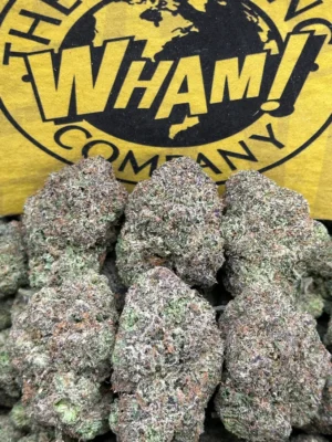 Koolato (Hybrid)