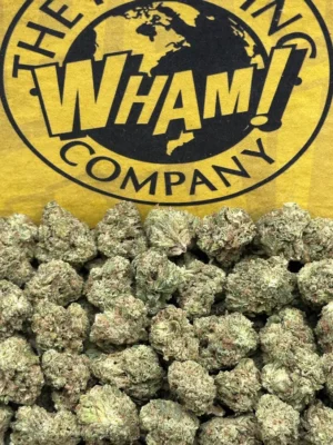 Koolato SM (Indica)