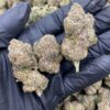 Lemon Cherry Strain